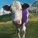 Milka cow 