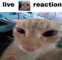 livereaction