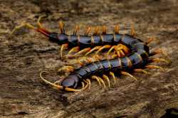 Centipede-scolopendra