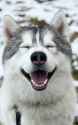 husky laughing