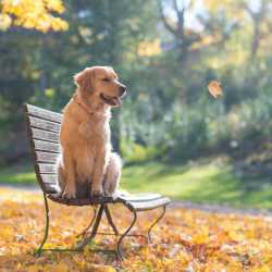 golden retriever sitting on a bench in a park