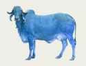 BLU cow 