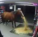 Horse_vomit