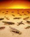 E7790075-Pest_control_dead_desert_locusts_on_sand