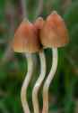 Psilocybe.semilanceata.Alan