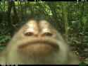 monke