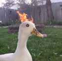 fire duck