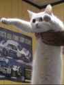 longcate