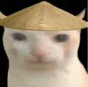 chinese-cat