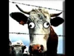 mad-cow-disease