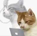 cat;rope;suicide