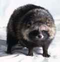 raccoon-dog-650x669