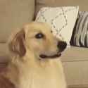 he