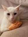 cat_hands