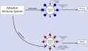 Original_Antigenic_Sin.svg