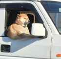 shiba_chad