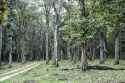 teak