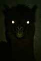 20250625_1745_Alpaca Transformation_remix_01jymm47hfesebdqhq3np90rfq