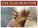slug