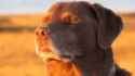 namaste-dog-smiling