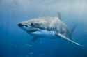 Great White 3
