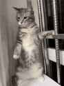 cat-cute-cat