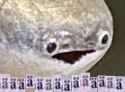 1687642792627135
