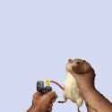 rat