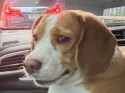 dogdisgust