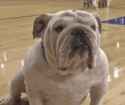 bulldog-des-moines
