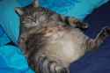 Cat Fat