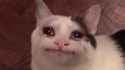 kot-crying