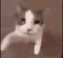 kiss-kitty