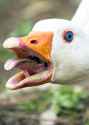 geeth