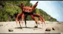 crab-rave