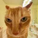 catimage