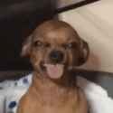 dog-funny