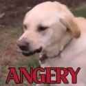 ANGERY