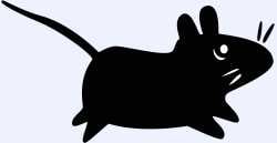 rat