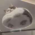 fat_cat_sitting_on_glass.jpg