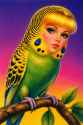 gpt-image-2 (medium)_a_a_budgie_with_the_fa.png