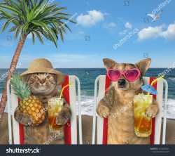 stock-photo-the-cat-in-a-straw-hat-and-dog-in-sunglasses-under-the-palm-tree-drink-fresh-juice-on-a-beach-1416620951
