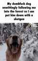 dumbfuck-dog