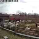 Chink toddler gets Rammed by a Sheep in a pen.webm