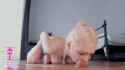 3.56 MB