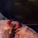 1.12 MB
