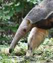 giant-anteater-hero