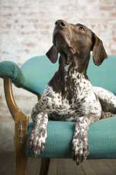 german-short-haired-pointer-2290857349