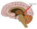 pineal-gland