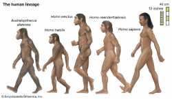 human-lineage-hominins-members-lineages-apes-interpretations